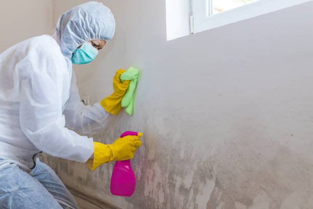 Best Mold Odor Removal Services  in Madison, AL